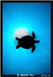 Flying turtle... :) solar eclipse with turtle... by Ahmet Yay 